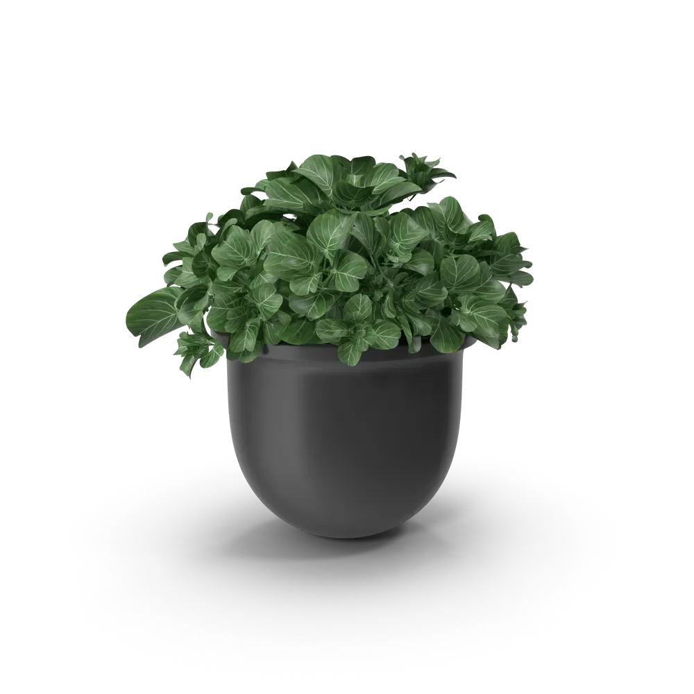 Modern plant pot with a small green potted plant on a bright indoor windowsill