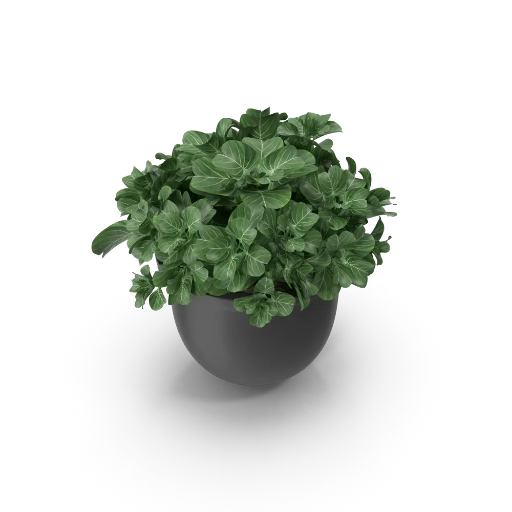 Close-up of a stylish plant pot with a succulent plant against a neutral background