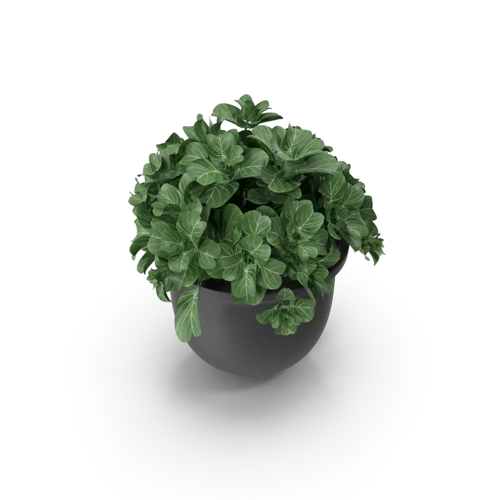 Contemporary plant pot arrangement with multiple houseplants in a modern living room